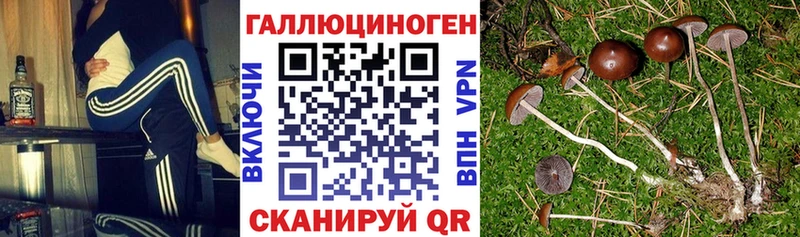 Псилоцибиновые грибы Magic Shrooms  Купить закладки  Боготол 